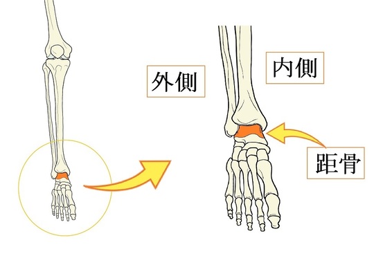 足関節のイラスト